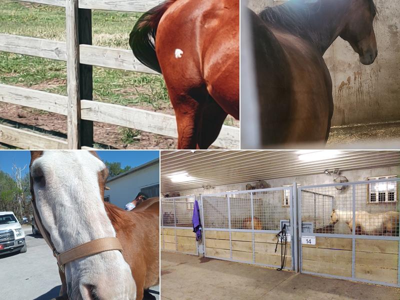 Equine Surgery and Medicine