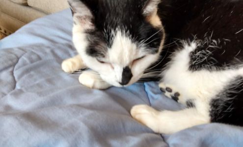 Indian Creek Veterinary Hospital: Reinholt Jill DVM