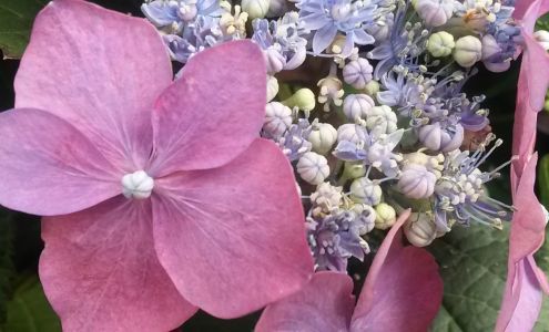 Lowe's Garden Center