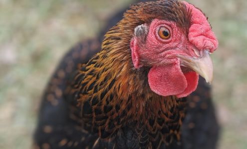 Sand Hill Preservation Center Calamus