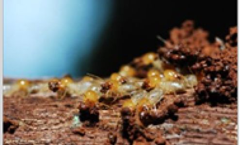 Enviro-Tech Termite & Pest Control