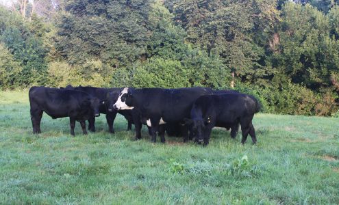 Indian Valley Beef Buda