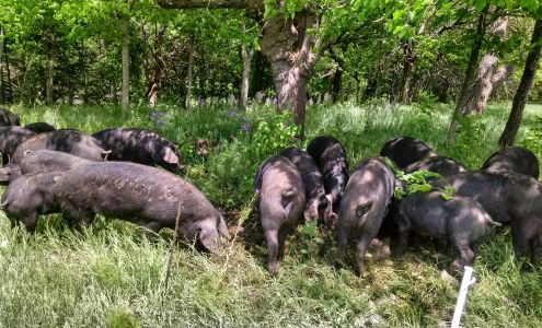 Synergistic Acres Parker