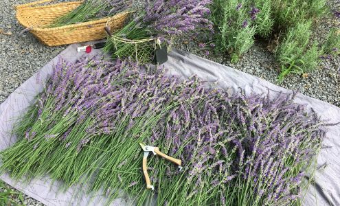 Rue Claire Lavender Farm & Artisan Chocolate Lodi