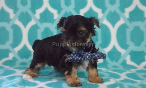 Puppies Forever Brashear