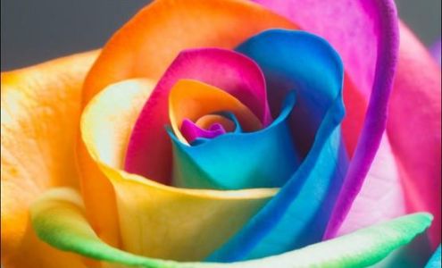 Flower Connection 3729 Columbia Hwy, Scotia South Carolina 29939