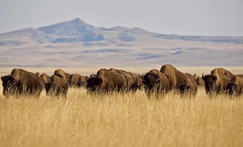 Wild Idea Buffalo Co