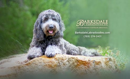 Barksdale Labradoodles 329 3rd Ave NW, Magee Mississippi 39111