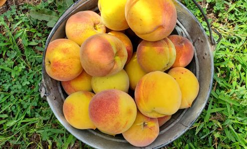 Gregg Farms Inc Concord