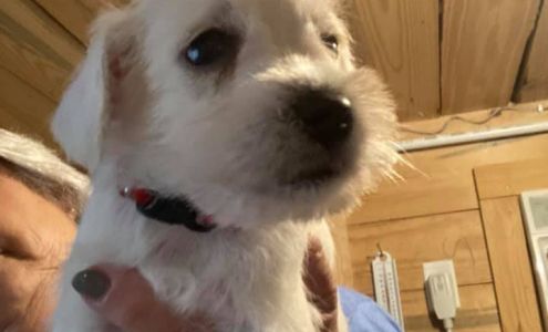 Susie's Schnauzers Logan