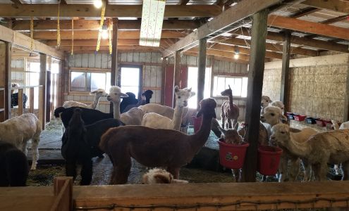 Living The Good Life Alpaca Acres