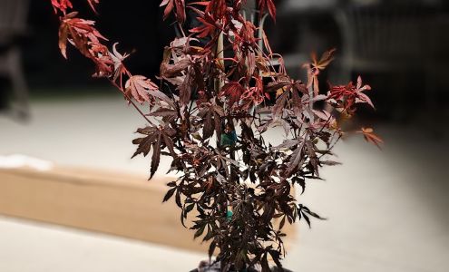 Mendocino Maples Nursery