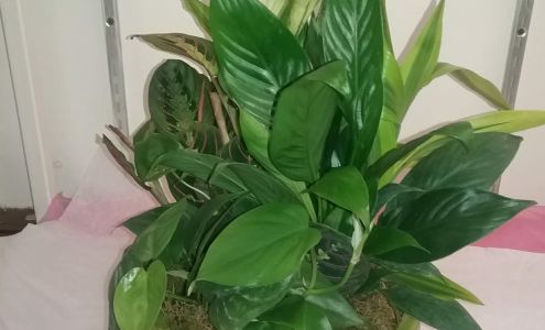 Arsha’s house of flowers