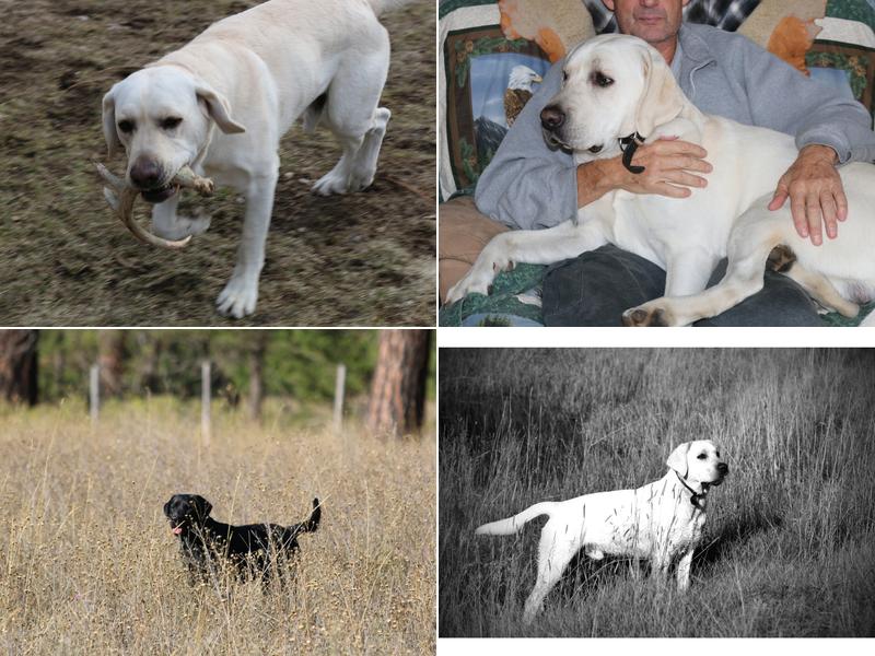 Happy Labs Kennel LLC