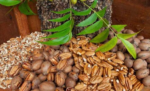 R.B. Bagley & Sons Inc. Pecan San Saba