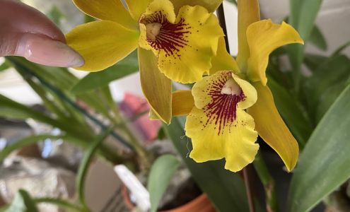 Carmela Orchids Inc 31129 Kauniho Rd, Hakalau Hawaii 96710