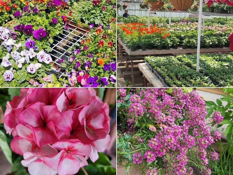 Hastay's Greenhouse & Flower Shop