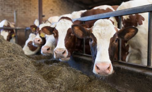 Ball Feed & Seed Ball