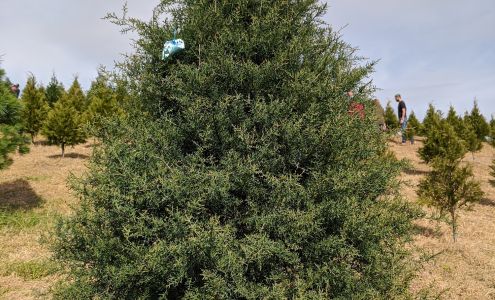 Beavers Christmas Tree Farm Trafford