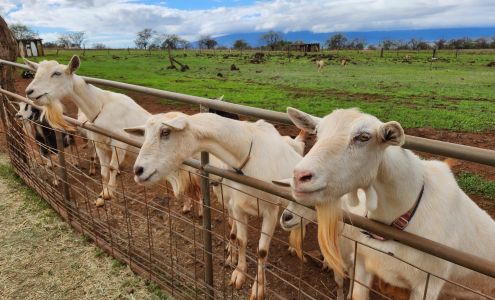 Surfing Goat Dairy Kula