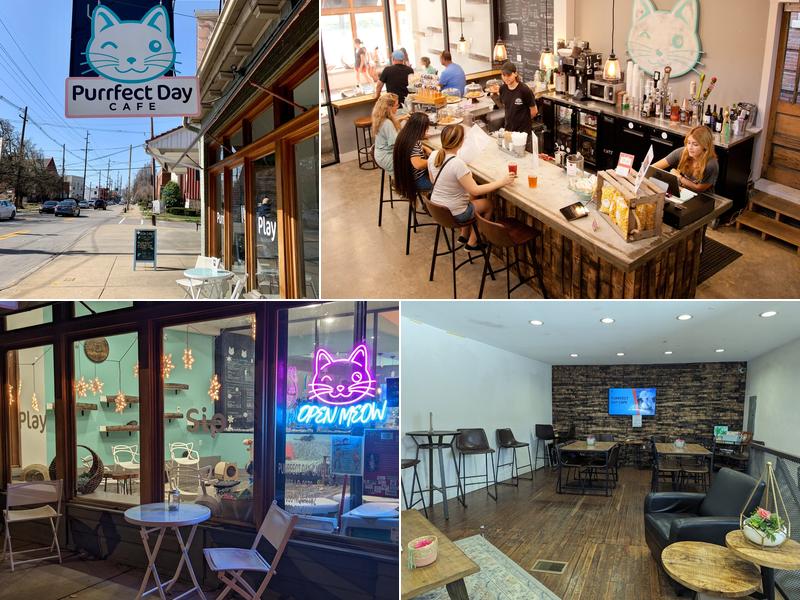Purrfect Day Cat Cafe