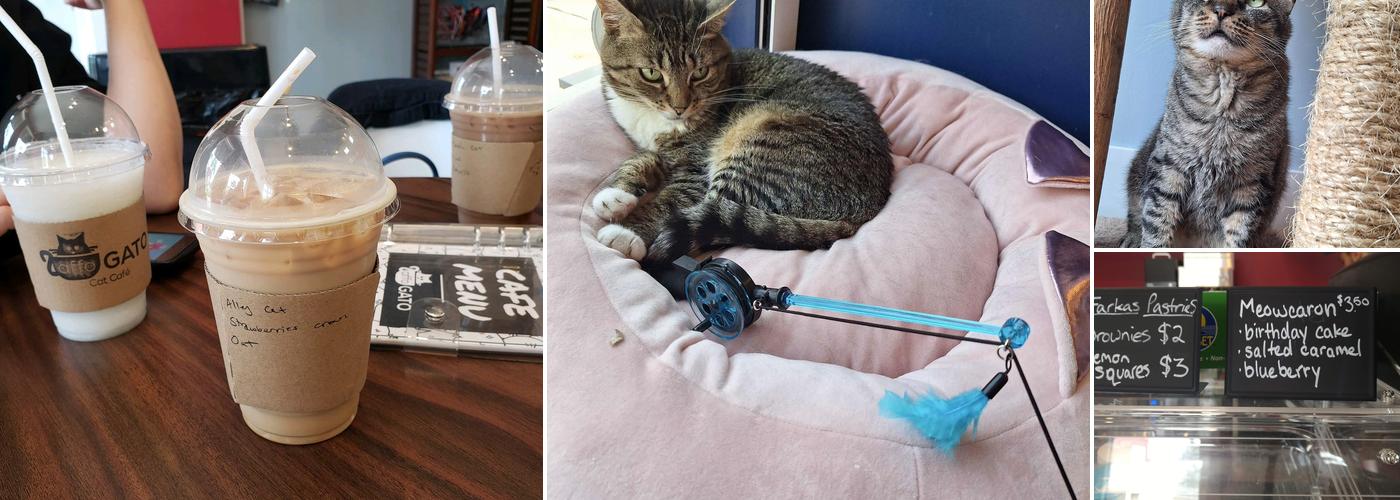 affoGATO Cat Cafe