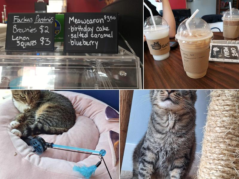 affoGATO Cat Cafe