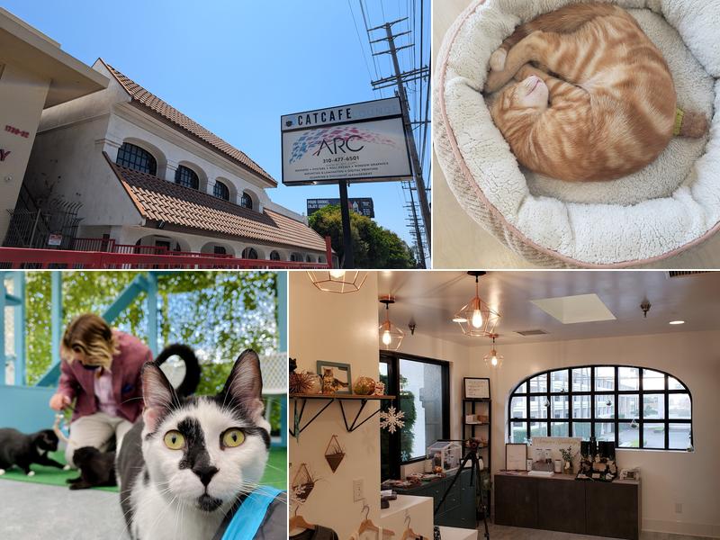 CatCafe Lounge | Cats + Kittens + Catio