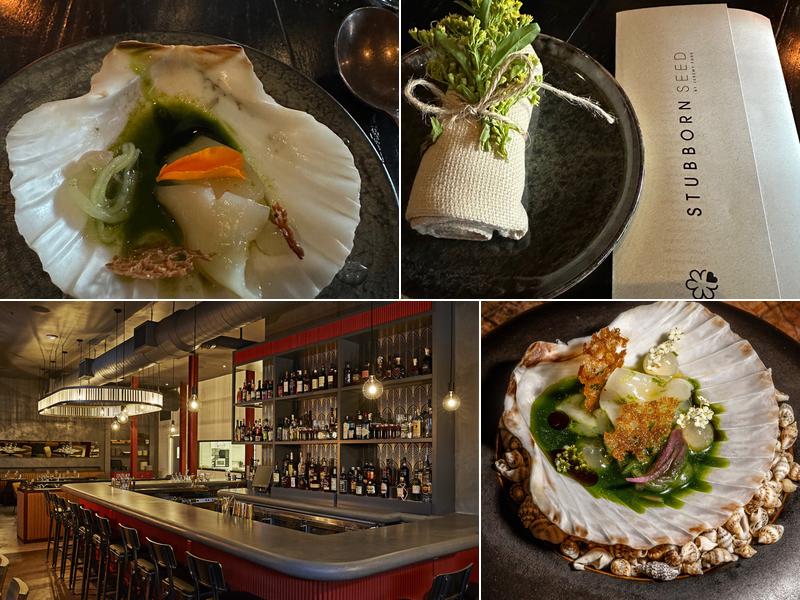 Stubborn Seed - Miami Beach