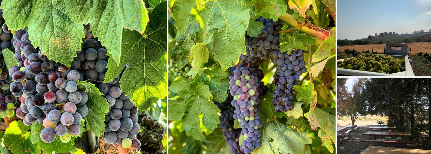 Viano Winery & Vineyards