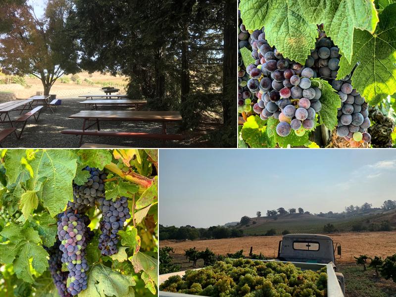 Viano Winery & Vineyards