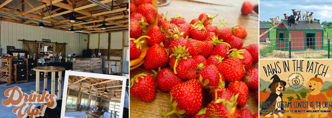 Ditmars Orchard & Vineyard