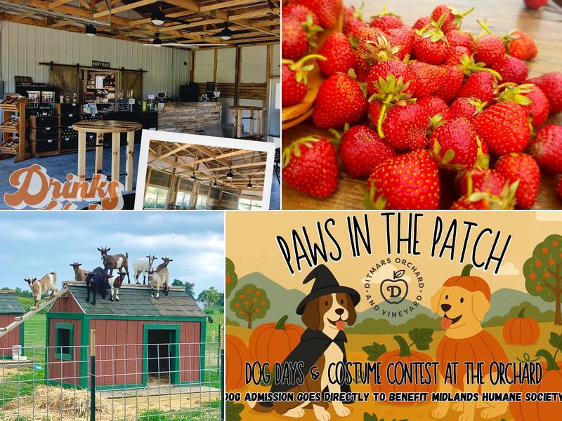 Ditmars Orchard & Vineyard