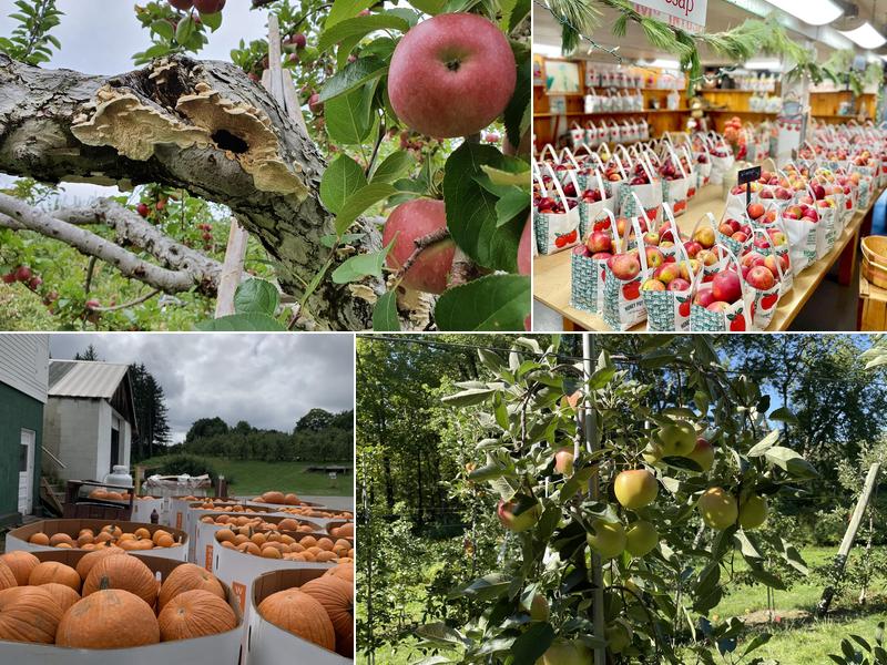 Honey Pot Hill Orchards