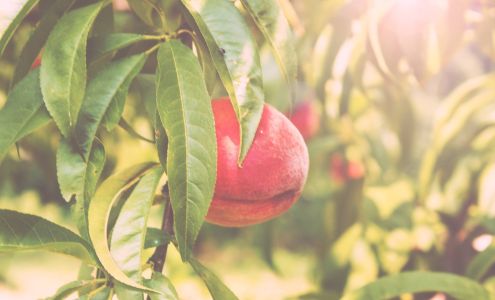 Carver Hill Orchard Stow