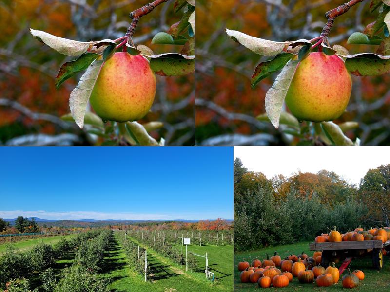 Carter Hill Orchard