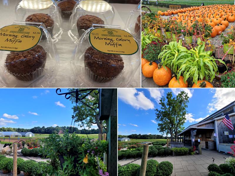 Tangerini's Spring Street Farm