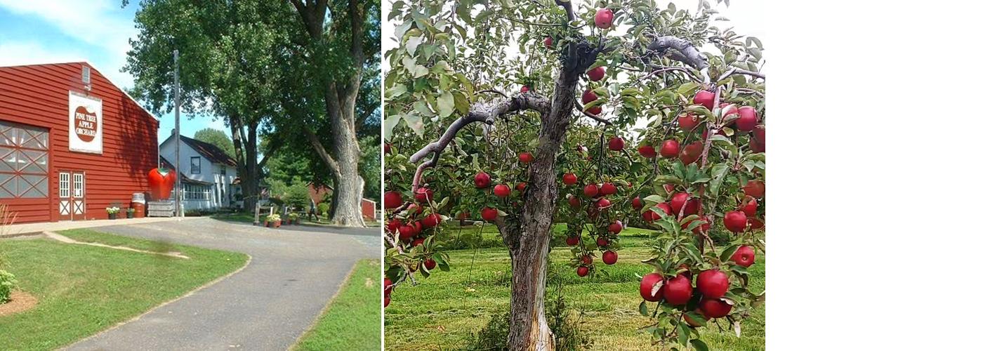 Pine Tree Apple Orchard Menu