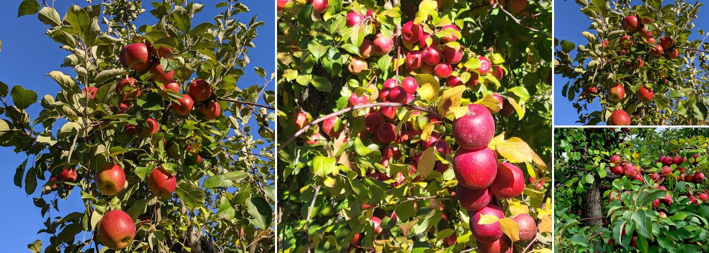 Pine Tree Apple Orchard