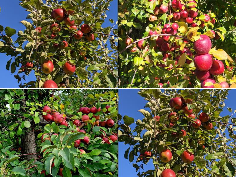 Pine Tree Apple Orchard
