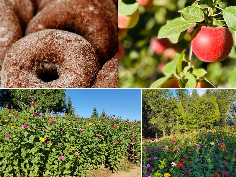 Apple Ridge Farms - Apple Hill #20