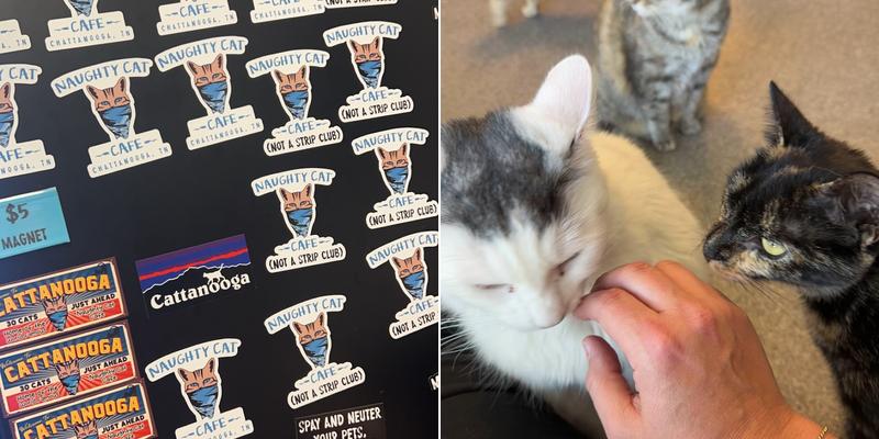 Naughty Cat Cafe Menu