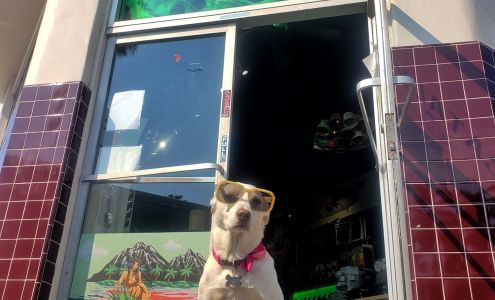 Catalyst - Lost Surfboards