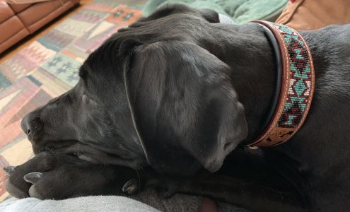 Challenger Horsewear by Tackrus