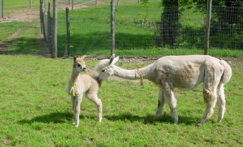 Positively Alpaca Farm, LLC