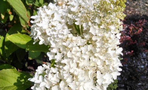 Soma South Barrington