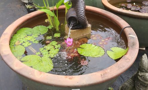 Garden Ponds Nursery Kilauea