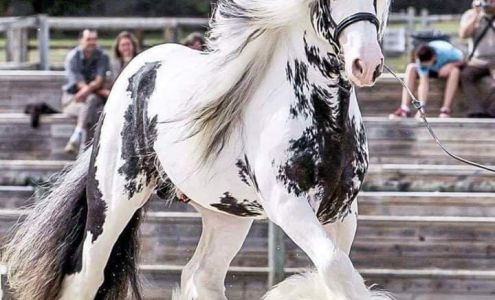 County Line Auction Fort Johnson