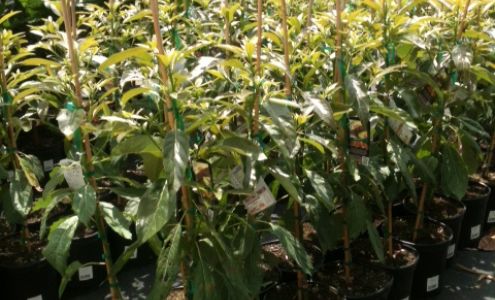 Pine Island Nursery Inc.