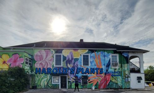 Harolds Indoor Outdoor Plants